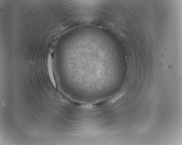 X0000070370528200606301859