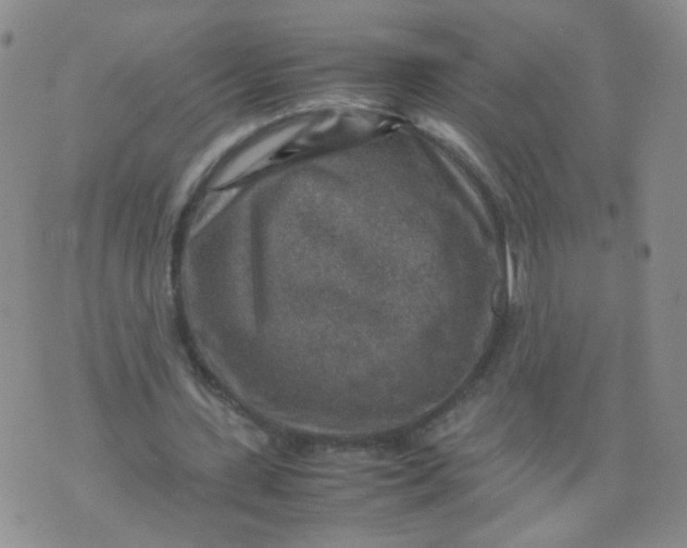 X0000070370531200606301858