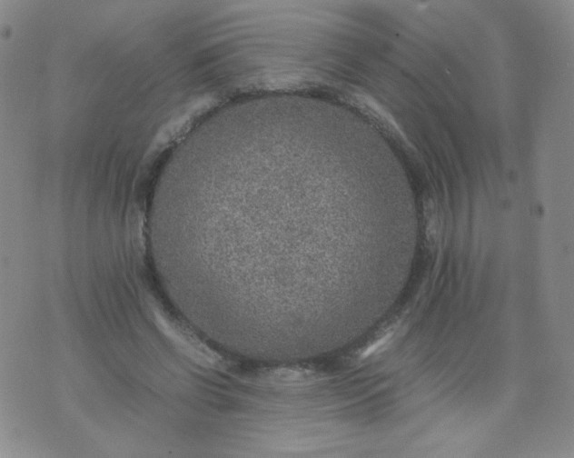 X0000070370542200606301859