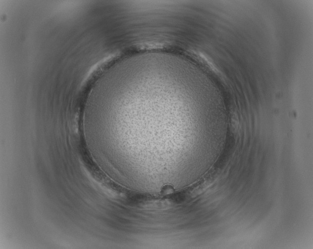 X0000070370543200606301859