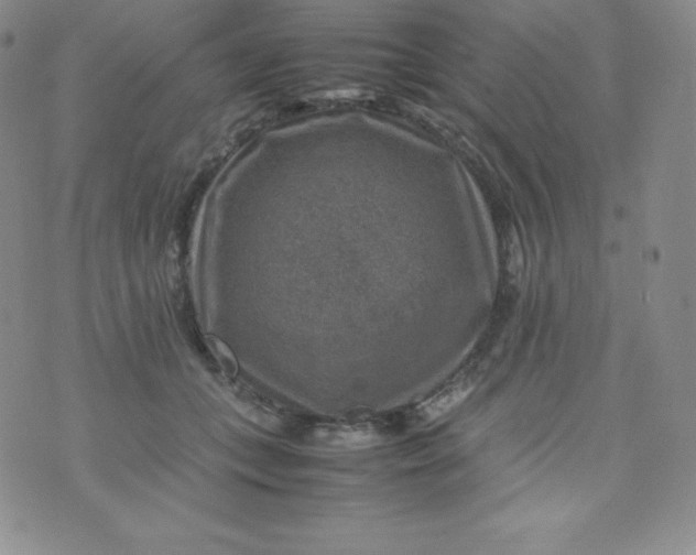 X0000070370559200606301859