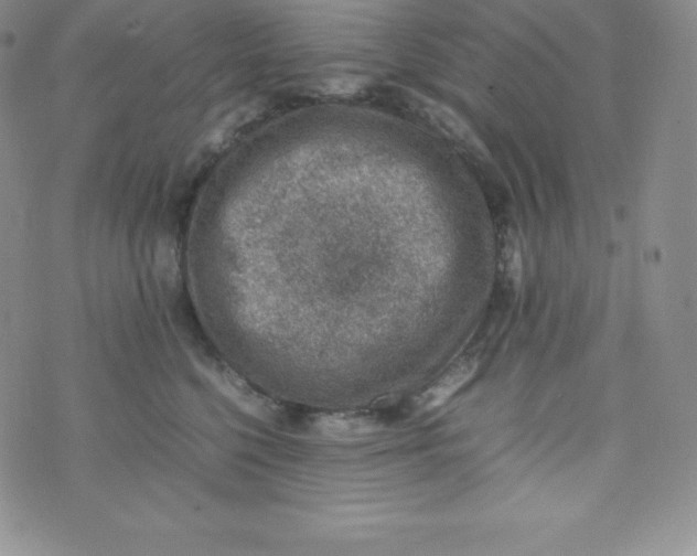 X0000070370568200606301859