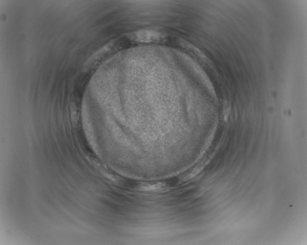 X0000070370569200606301859