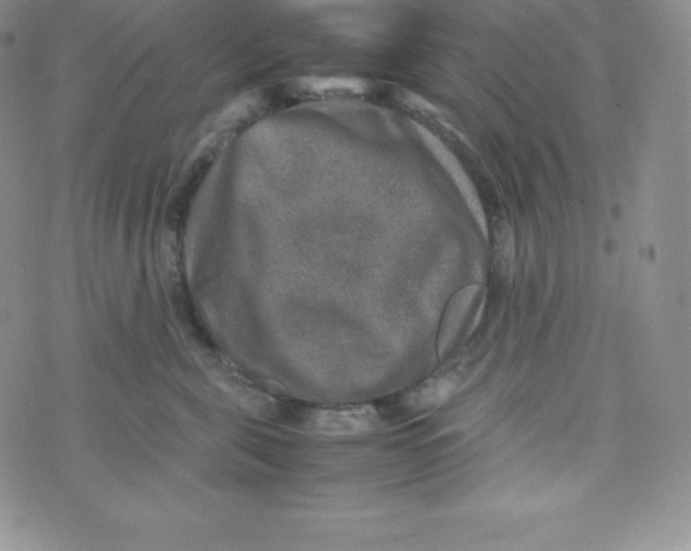 X0000070370571200606301859