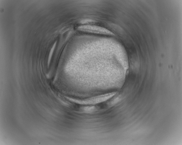 X0000070370575200606301859