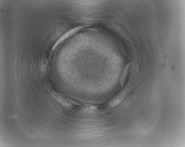 X0000070370576200606301859