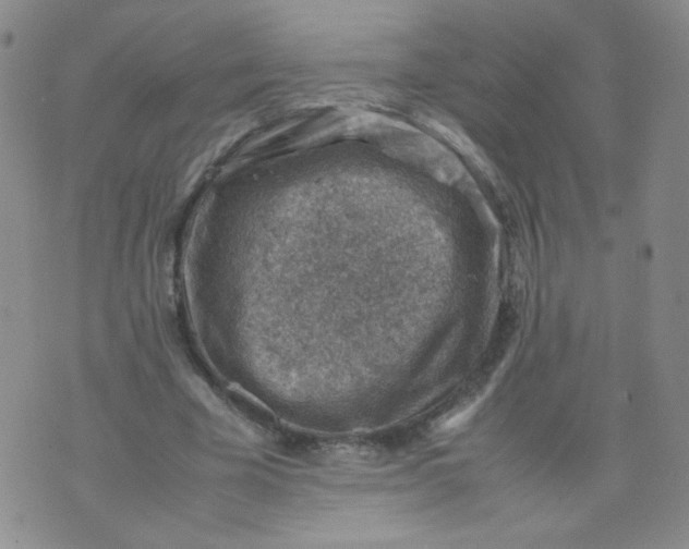 X0000070370585200606301858