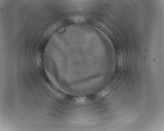 X0000070370618200606301858