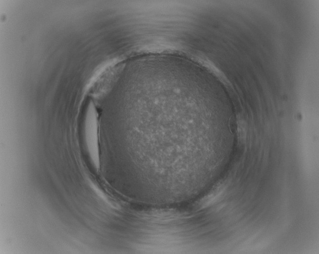 X0000070370626200606301857