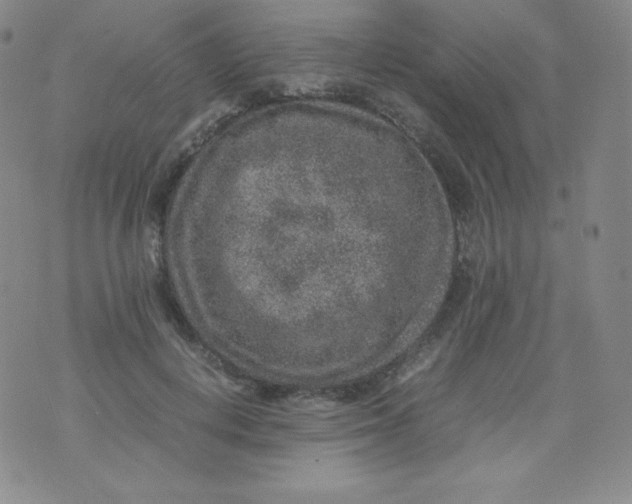 X0000070370648200606301857