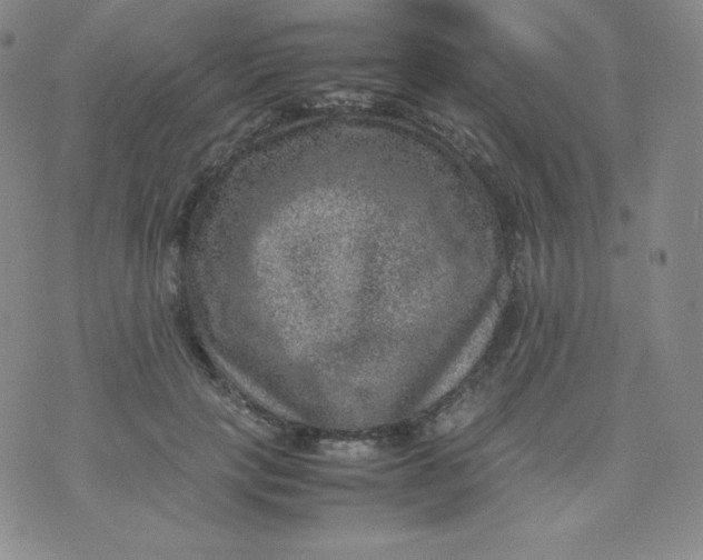 X0000070370649200606301857