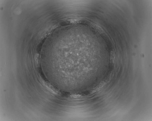 X0000070370650200606301857