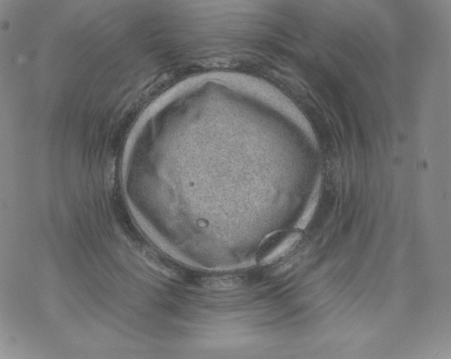 X0000070370652200606301857