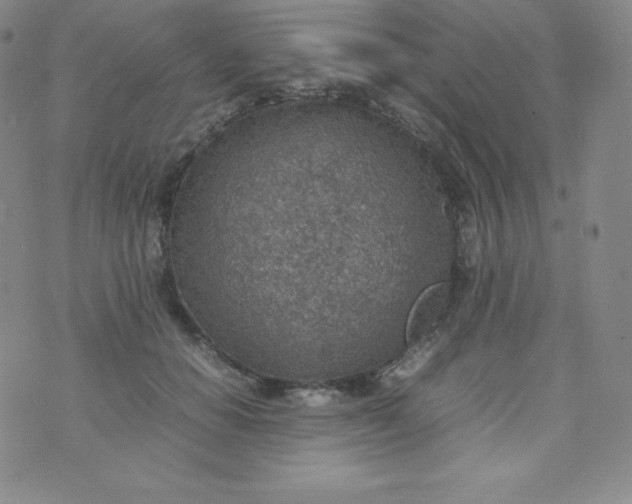 X0000070370654200606301857