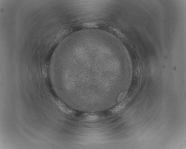 X0000070370658200606301857