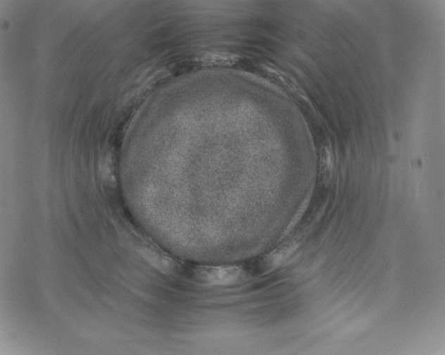 X0000070370663200606301857