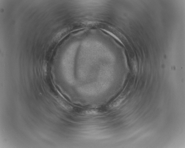 X0000070370668200606301858