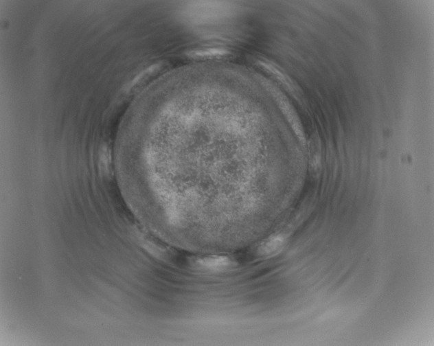 X0000070370669200606301858