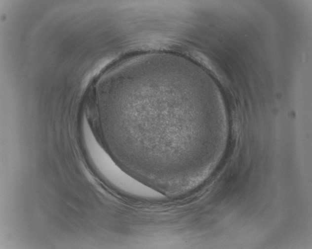 X0000070370677200606301857