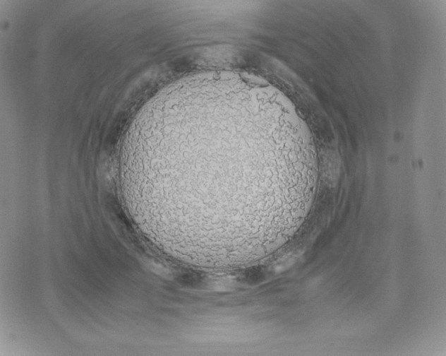 X0000070370701200606301856