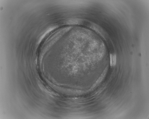 X0000070370723200606301855