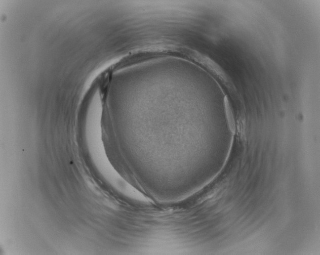 X0000070370724200606301855