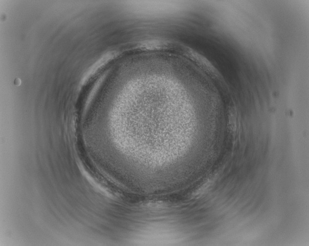 X0000070370730200606301855