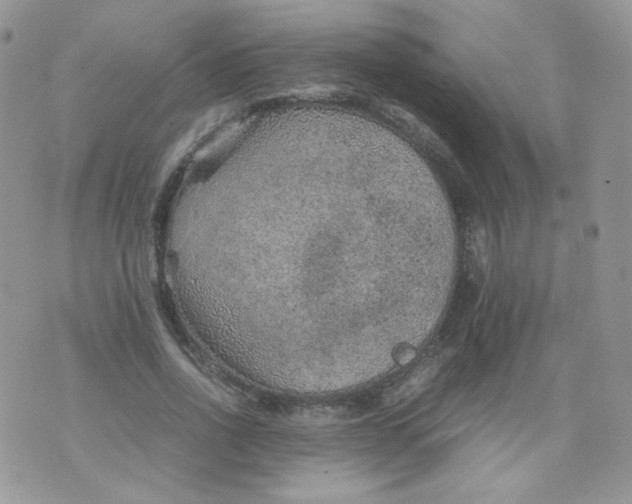 X0000070370734200606301856