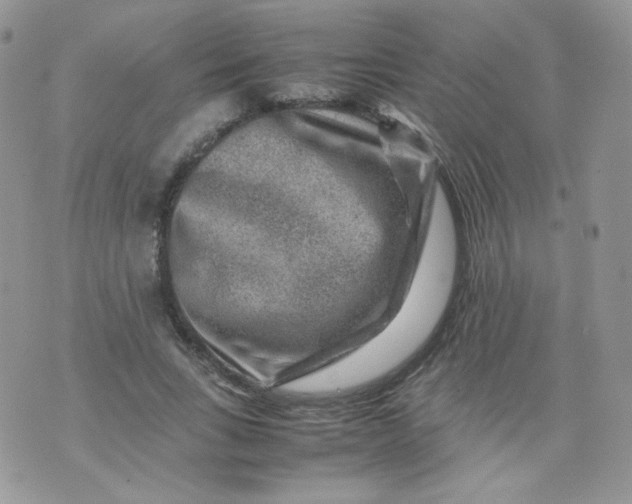 X0000070370735200606301856