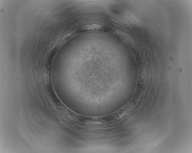 X0000070370743200606301856