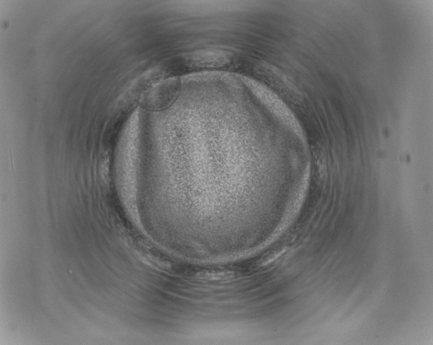 X0000070370745200606301856