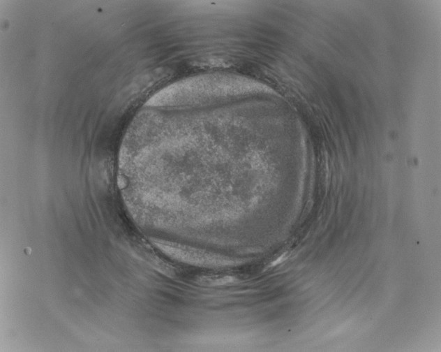 X0000070370747200606301856