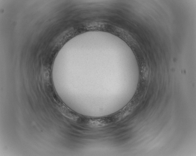 X0000070370753200606301856