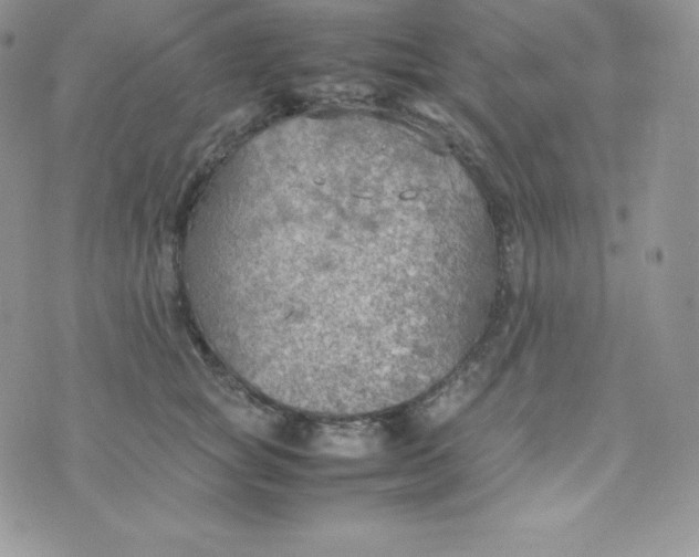 X0000070370757200606301856