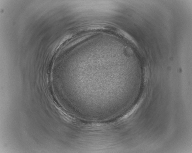 X0000070370777200606301855