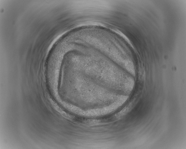 X0000070370783200606301855