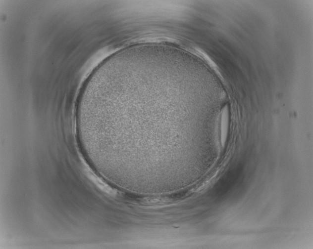 X0000070370795200606301855