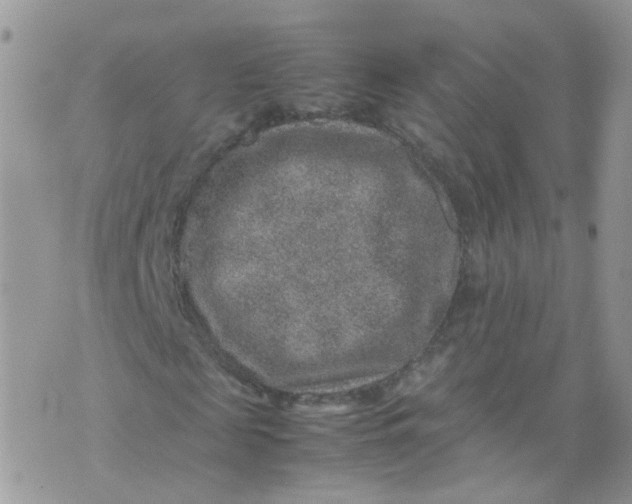 X0000070370817200606301854