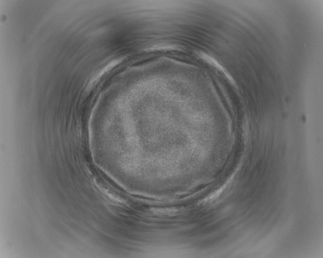 X0000070370825200606301854