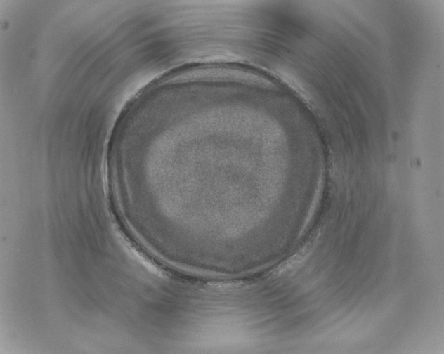 X0000070370840200606301854