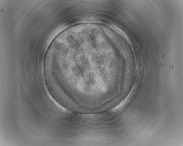 X0000070370855200606301854