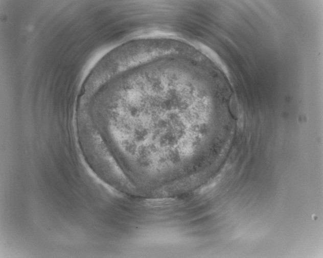 X0000070370863200606301855