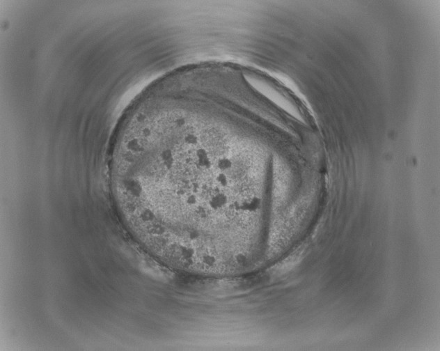 X0000070370879200606301854