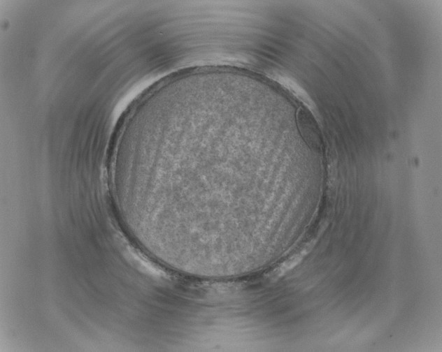 X0000070370928200606301852