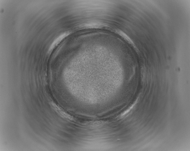 X0000070370930200606301852