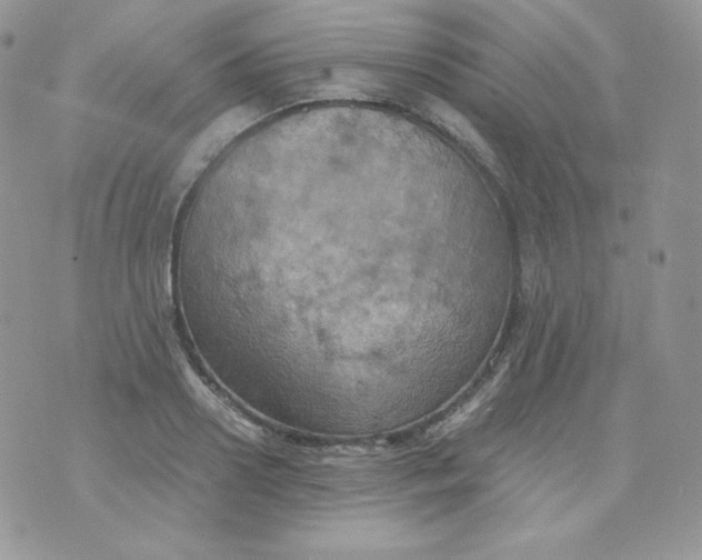 X0000070370938200606301853