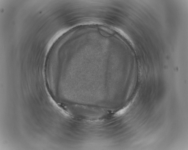 X0000070370943200606301853