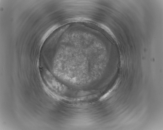 X0000070370946200606301853