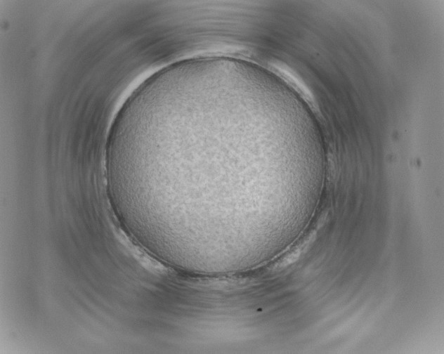 X0000070370948200606301853