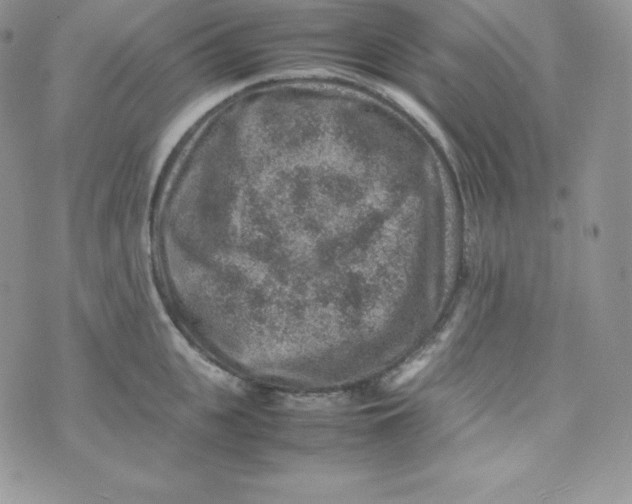 X0000070370951200606301853